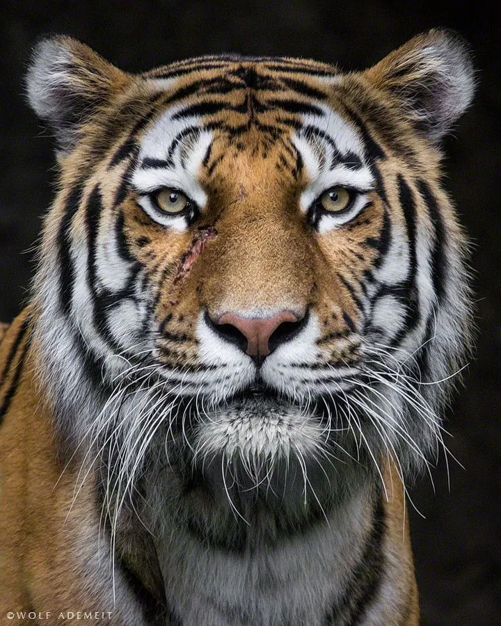 {title}